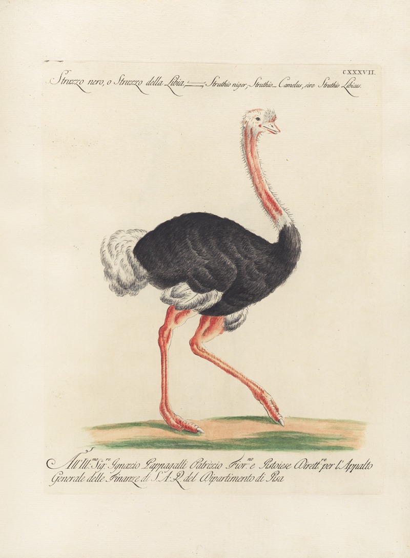 Ornithologia methodice digesta Pl.134 by Saverio Manetti, 1767-1776 — digital art print download
