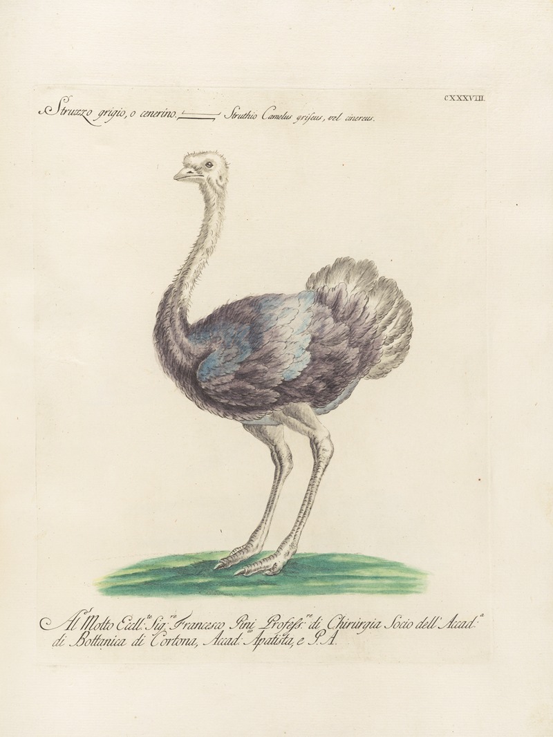 Ornithologia methodice digesta Pl.135 by Saverio Manetti, 1767-1776 — digital art print download