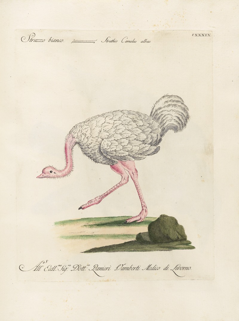 Ornithologia methodice digesta Pl.136 by Saverio Manetti, 1767-1776 — digital art print download
