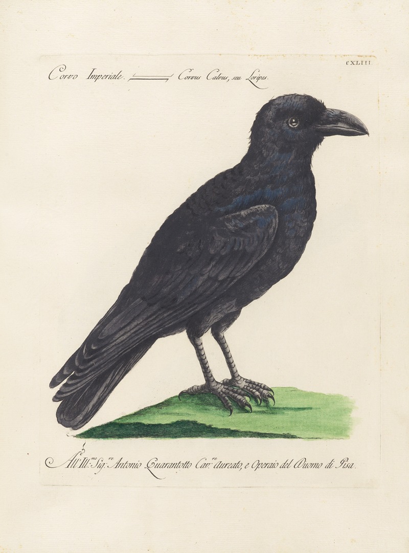 Ornithologia methodice digesta Pl.140 by Saverio Manetti, 1767-1776 — digital art print download