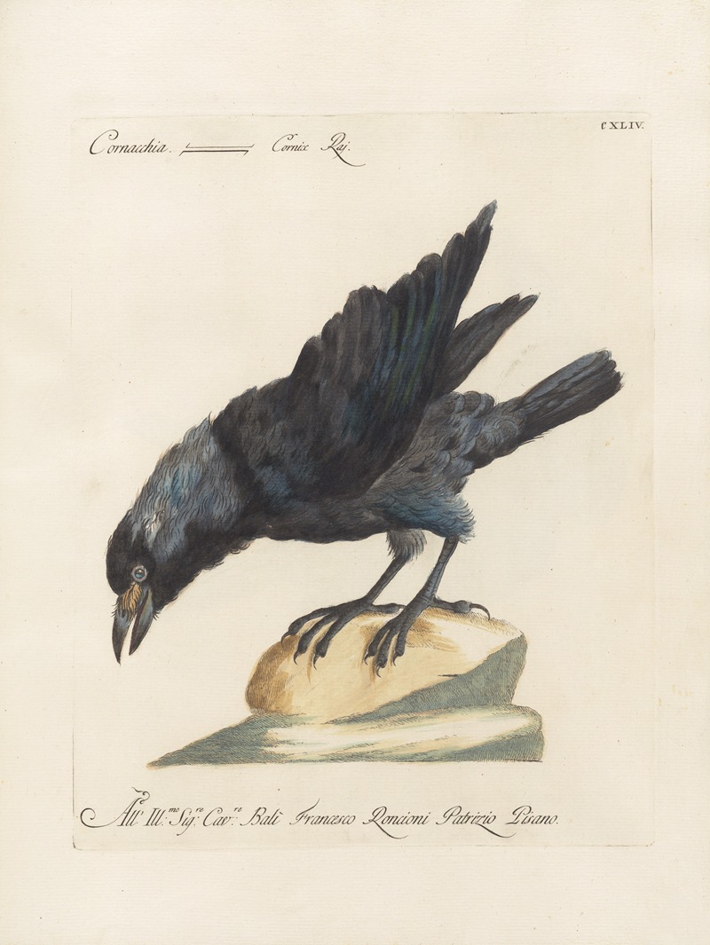 Ornithologia methodice digesta Pl.141 by Saverio Manetti, 1767-1776 — digital art print download
