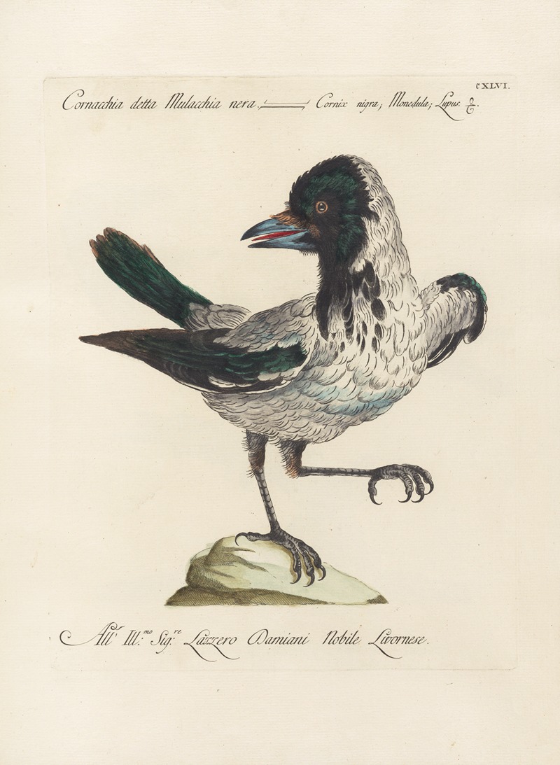 Ornithologia methodice digesta Pl.143 by Saverio Manetti, 1767-1776 — digital art print download