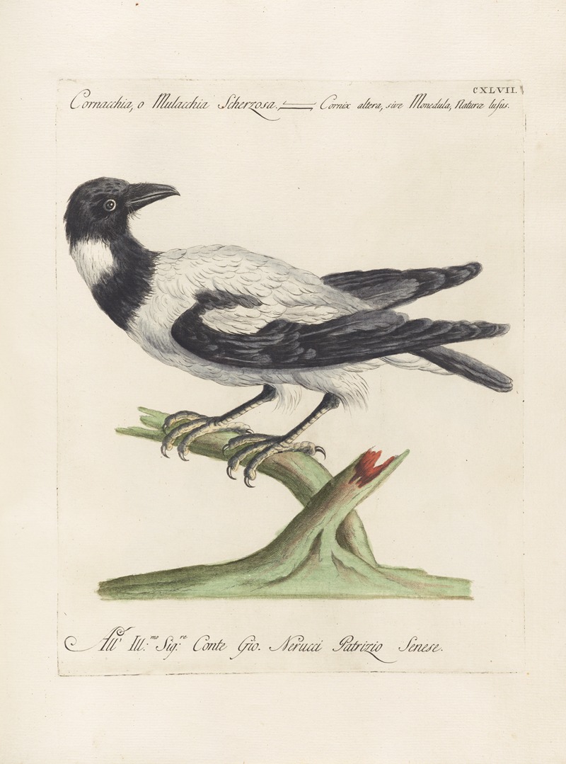 Ornithologia methodice digesta Pl.144 by Saverio Manetti, 1767-1776 — digital art print download