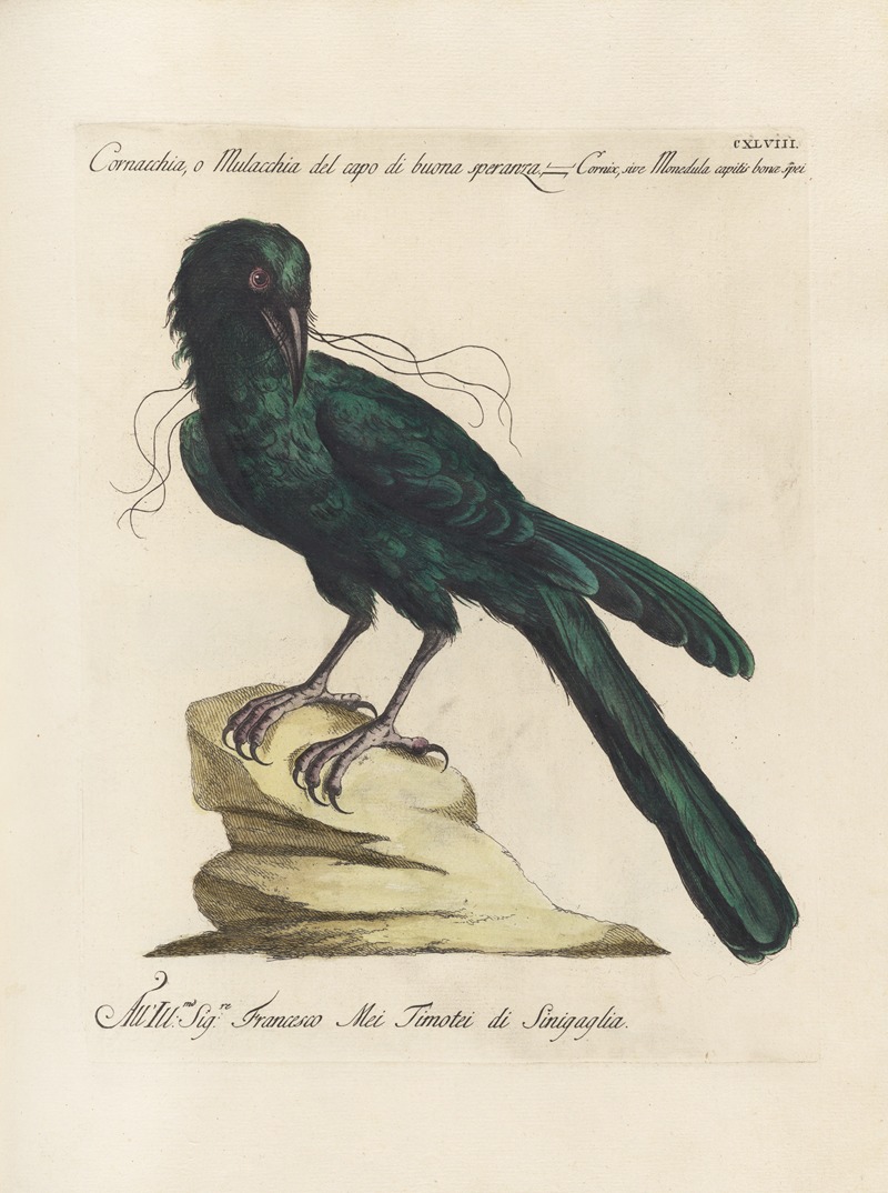 Ornithologia methodice digesta Pl.145 by Saverio Manetti, 1767-1776 — digital art print download