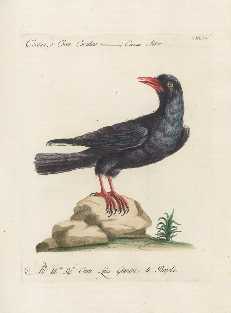 Ornithologia methodice digesta Pl.146 by Saverio Manetti, 1767-1776 — digital art print download