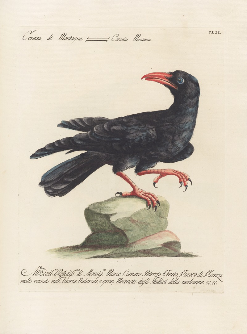 Ornithologia methodice digesta Pl.149 by Saverio Manetti, 1767-1776 — digital art print download