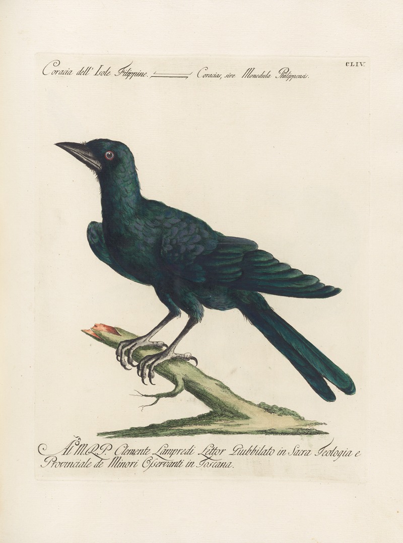 Ornithologia methodice digesta Pl.151 by Saverio Manetti, 1767-1776 — digital art print download