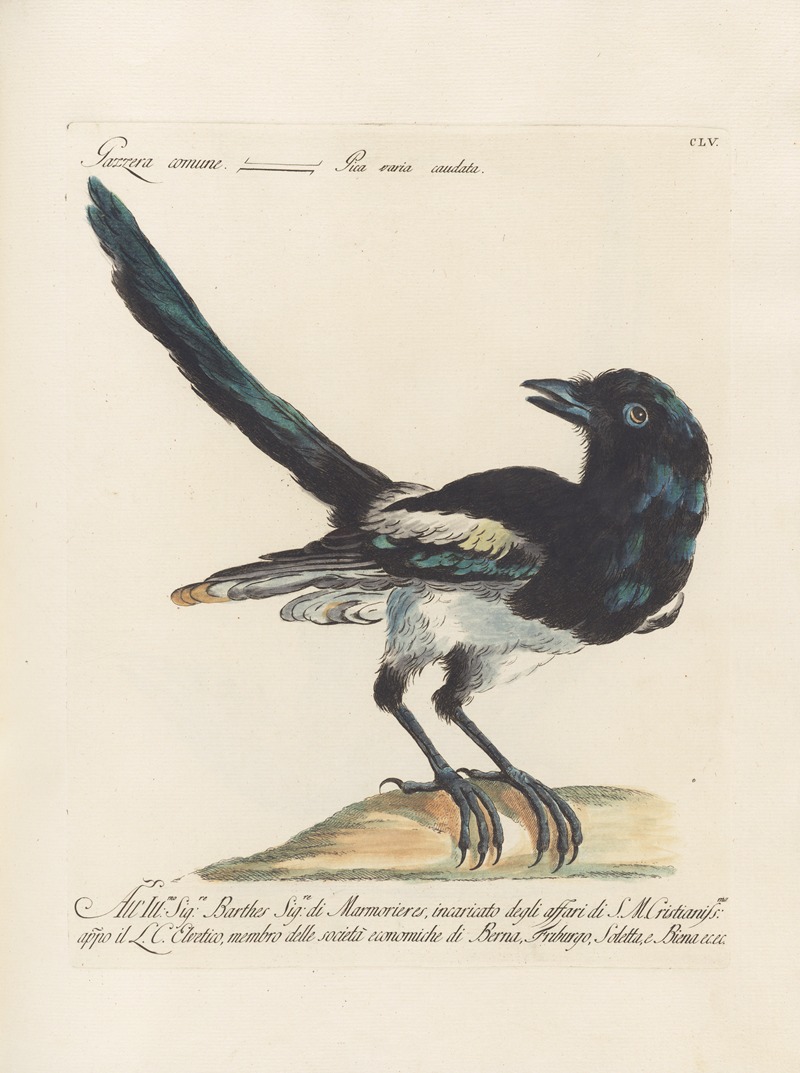 Ornithologia methodice digesta Pl.152 by Saverio Manetti, 1767-1776 — digital art print download
