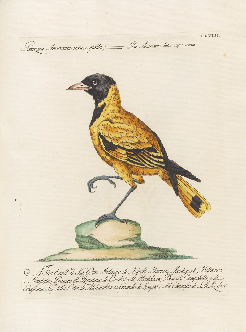 Ornithologia methodice digesta Pl.153 by Saverio Manetti, 1767-1776 — digital art print download