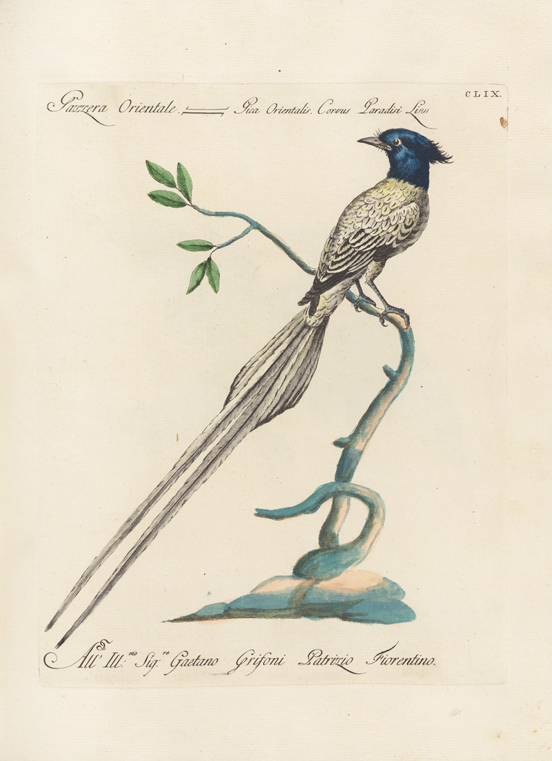Ornithologia methodice digesta Pl.154 by Saverio Manetti, 1767-1776 — digital art print download