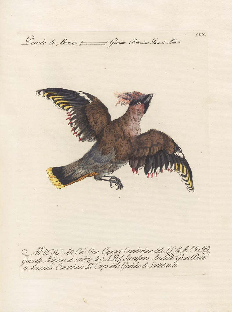 Ornithologia methodice digesta Pl.155 by Saverio Manetti, 1767-1776 — digital art print download