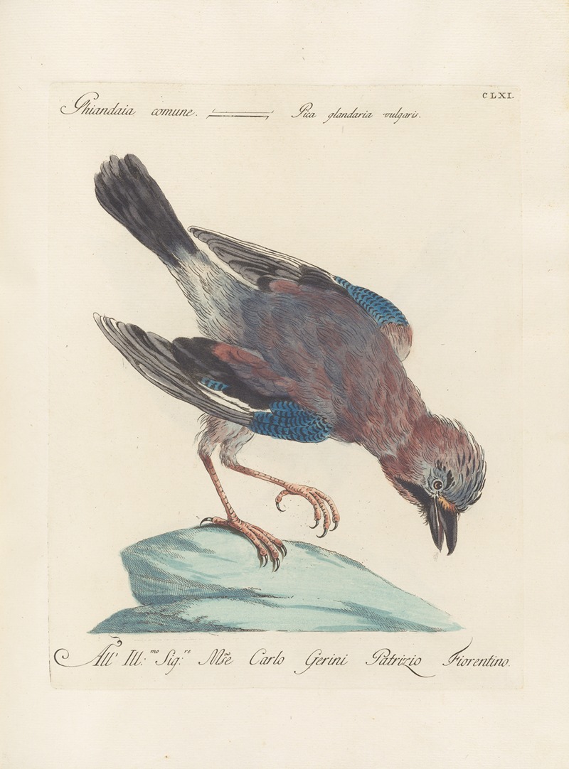 Ornithologia methodice digesta Pl.156 by Saverio Manetti, 1767-1776 — digital art print download