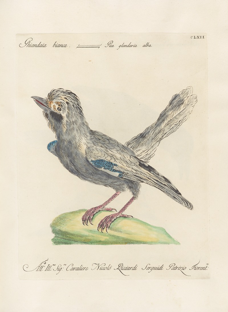 Ornithologia methodice digesta Pl.157 by Saverio Manetti, 1767-1776 — digital art print download