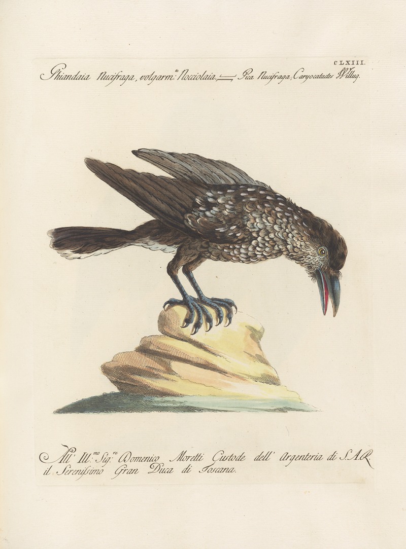 Ornithologia methodice digesta Pl.158 by Saverio Manetti, 1767-1776 — digital art print download