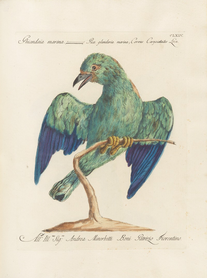 Ornithologia methodice digesta Pl.159 by Saverio Manetti, 1767-1776 — digital art print download