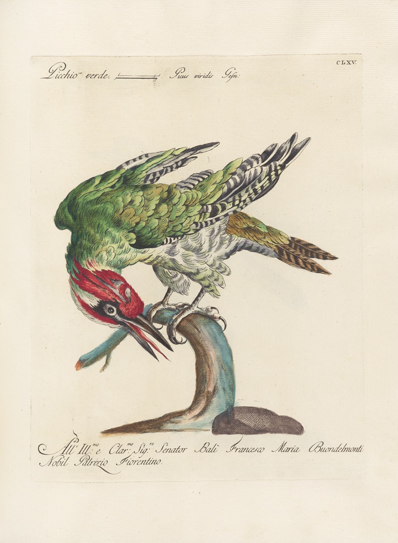 Ornithologia methodice digesta Pl.160 by Saverio Manetti, 1767-1776 — digital art print download