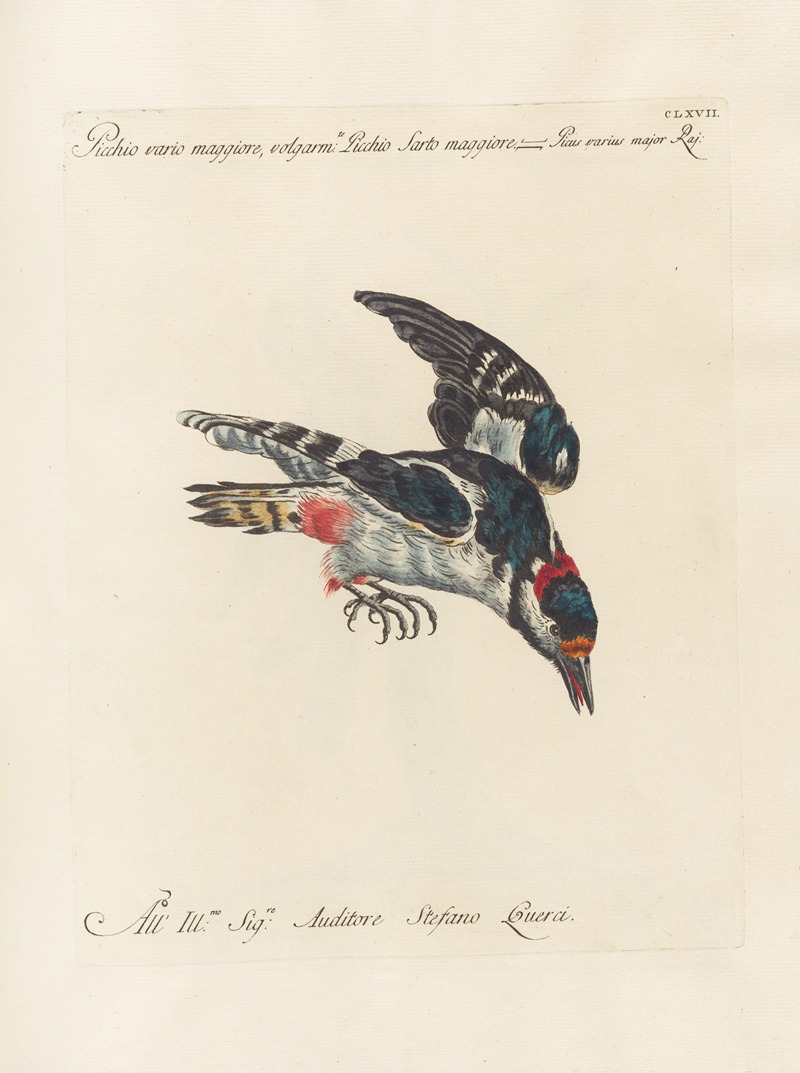 Ornithologia methodice digesta Pl.162 by Saverio Manetti, 1767-1776 — digital art print download
