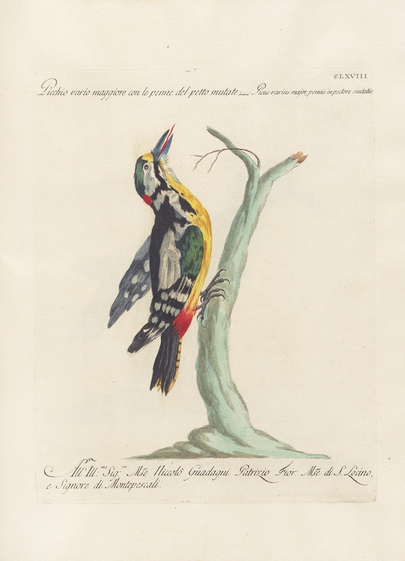 Ornithologia methodice digesta Pl.163 by Saverio Manetti, 1767-1776 — digital art print download