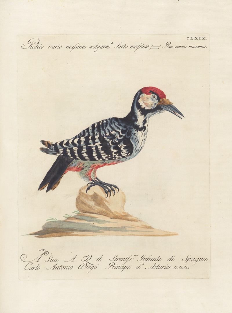 Ornithologia methodice digesta Pl.164 by Saverio Manetti, 1767-1776 — digital art print download