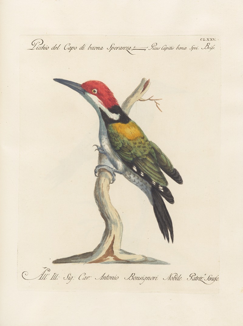 Ornithologia methodice digesta Pl.168 by Saverio Manetti, 1767-1776 — digital art print download