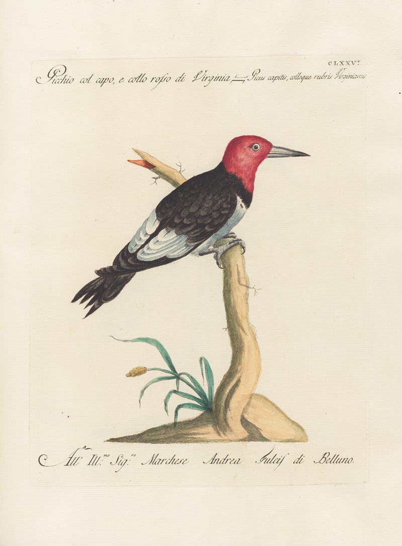 Ornithologia methodice digesta Pl.169 by Saverio Manetti, 1767-1776 — digital art print download