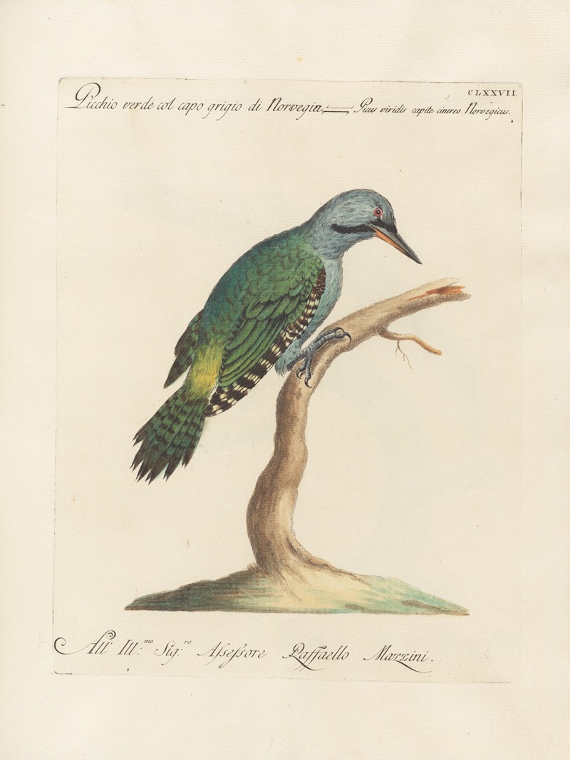 Ornithologia methodice digesta Pl.170 by Saverio Manetti, 1767-1776 — digital art print download