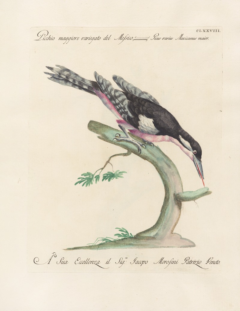 Ornithologia methodice digesta Pl.171 by Saverio Manetti, 1767-1776 — digital art print download