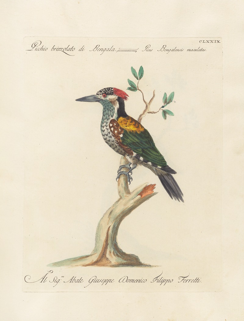 Ornithologia methodice digesta Pl.172 by Saverio Manetti, 1767-1776 — digital art print download