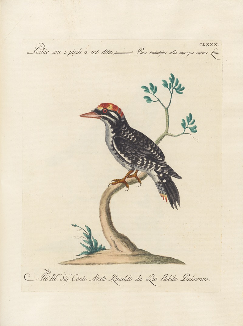 Ornithologia methodice digesta Pl.173 by Saverio Manetti, 1767-1776 — digital art print download