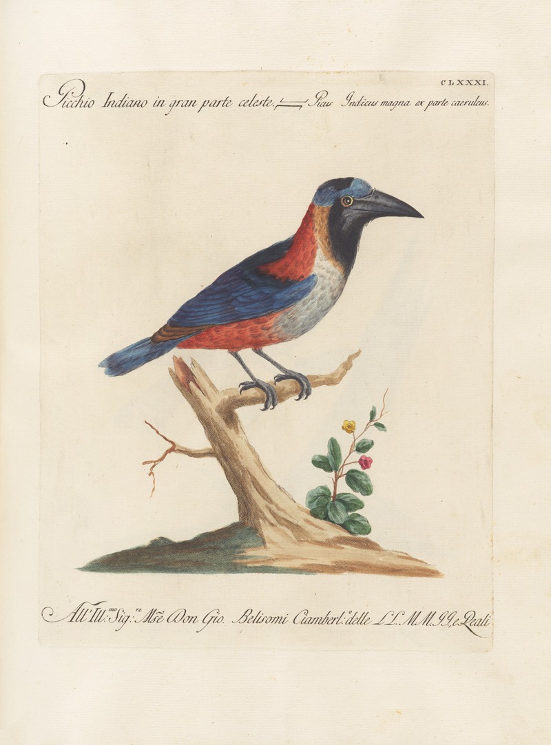 Ornithologia methodice digesta Pl.174 by Saverio Manetti, 1767-1776 — digital art print download