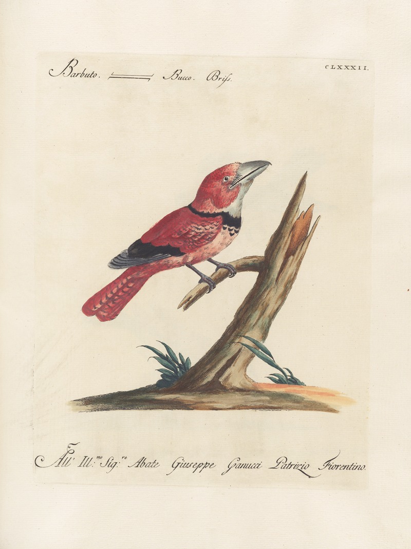Ornithologia methodice digesta Pl.175 by Saverio Manetti, 1767-1776 — digital art print download