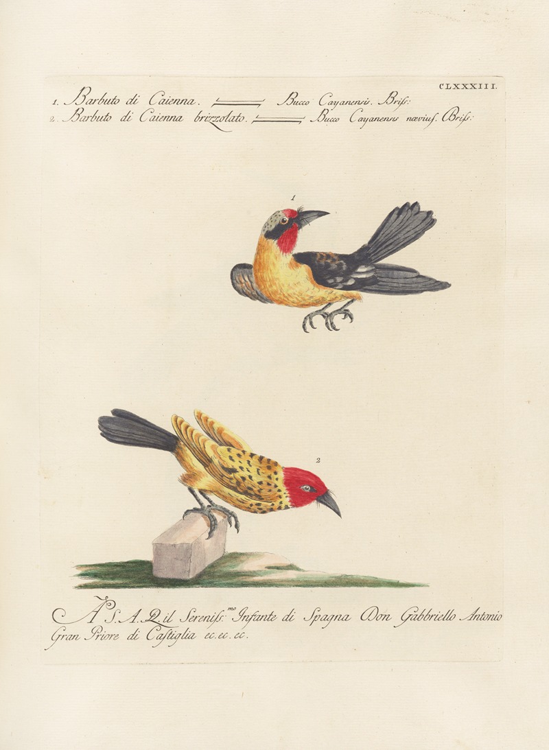 Ornithologia methodice digesta Pl.176 by Saverio Manetti, 1767-1776 — digital art print download
