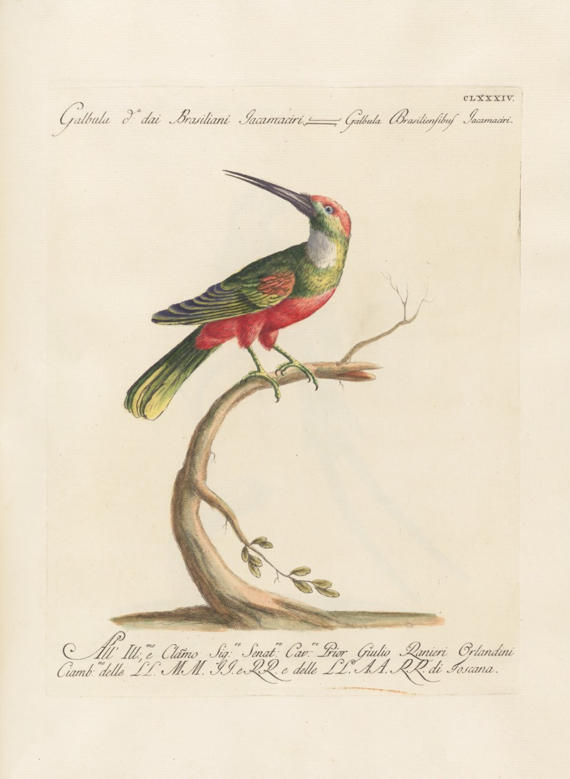 Ornithologia methodice digesta Pl.177 by Saverio Manetti, 1767-1776 — digital art print download