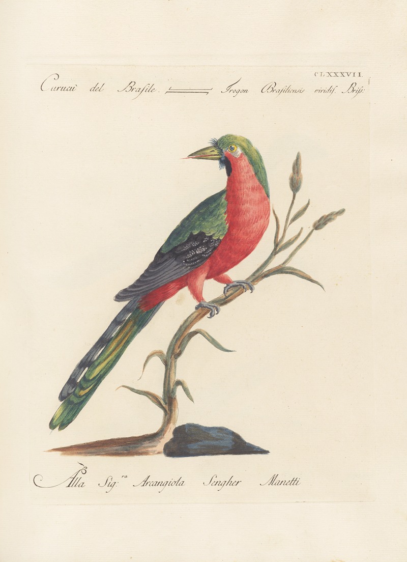 Ornithologia methodice digesta Pl.178 by Saverio Manetti, 1767-1776 — digital art print download