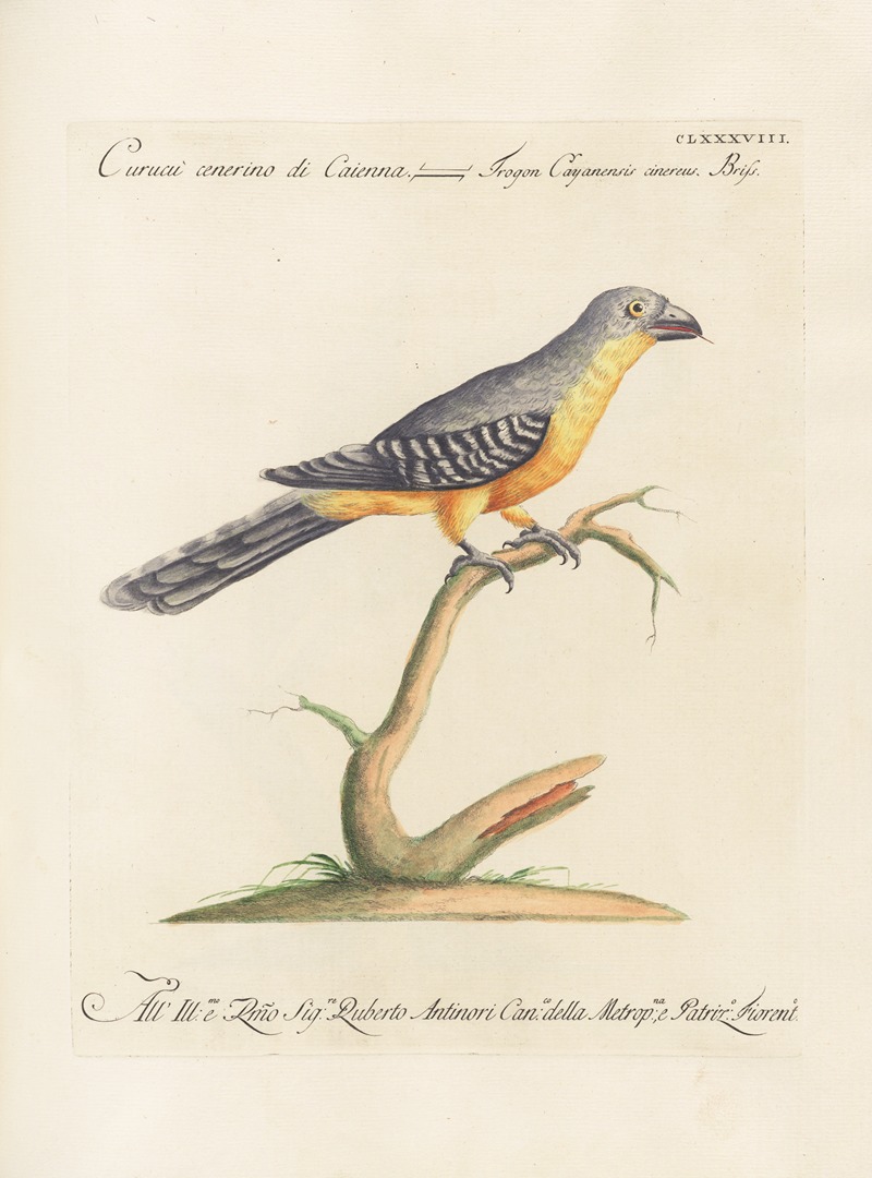 Ornithologia methodice digesta Pl.179 by Saverio Manetti, 1767-1776 — digital art print download