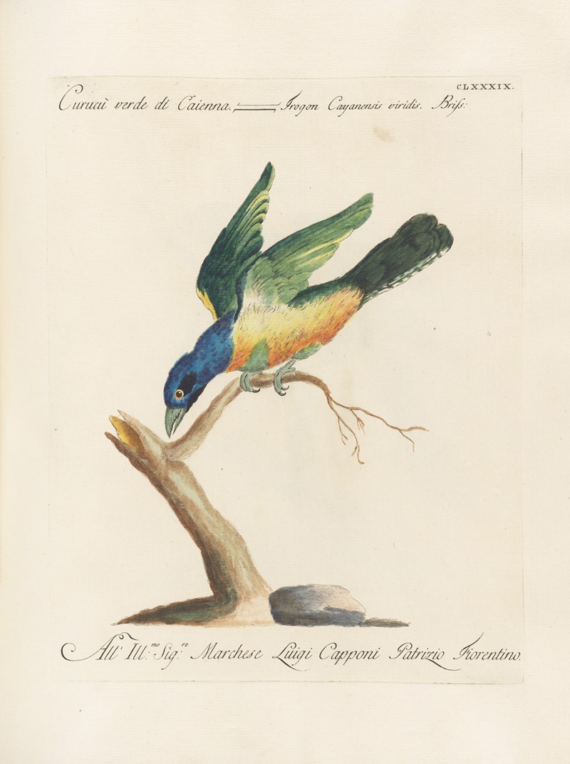 Ornithologia methodice digesta Pl.180 by Saverio Manetti, 1767-1776 — digital art print download