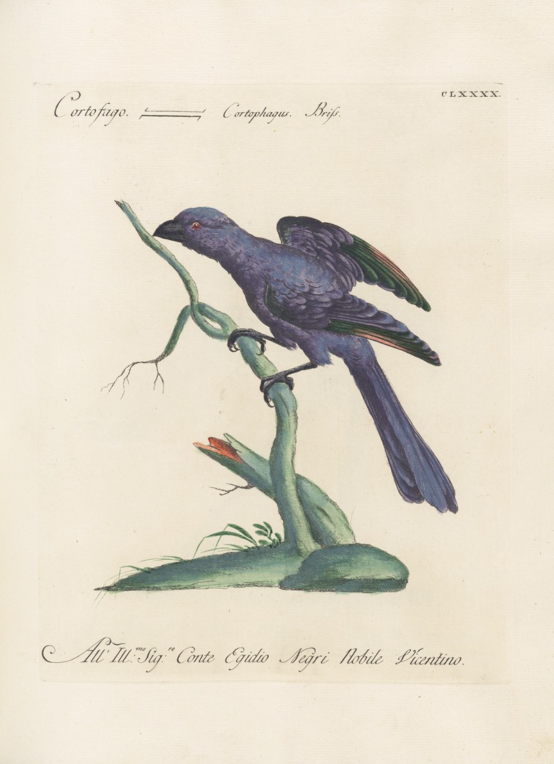 Ornithologia methodice digesta Pl.181 by Saverio Manetti, 1767-1776 — digital art print download