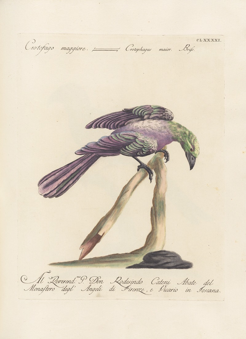 Ornithologia methodice digesta Pl.182 by Saverio Manetti, 1767-1776 — digital art print download