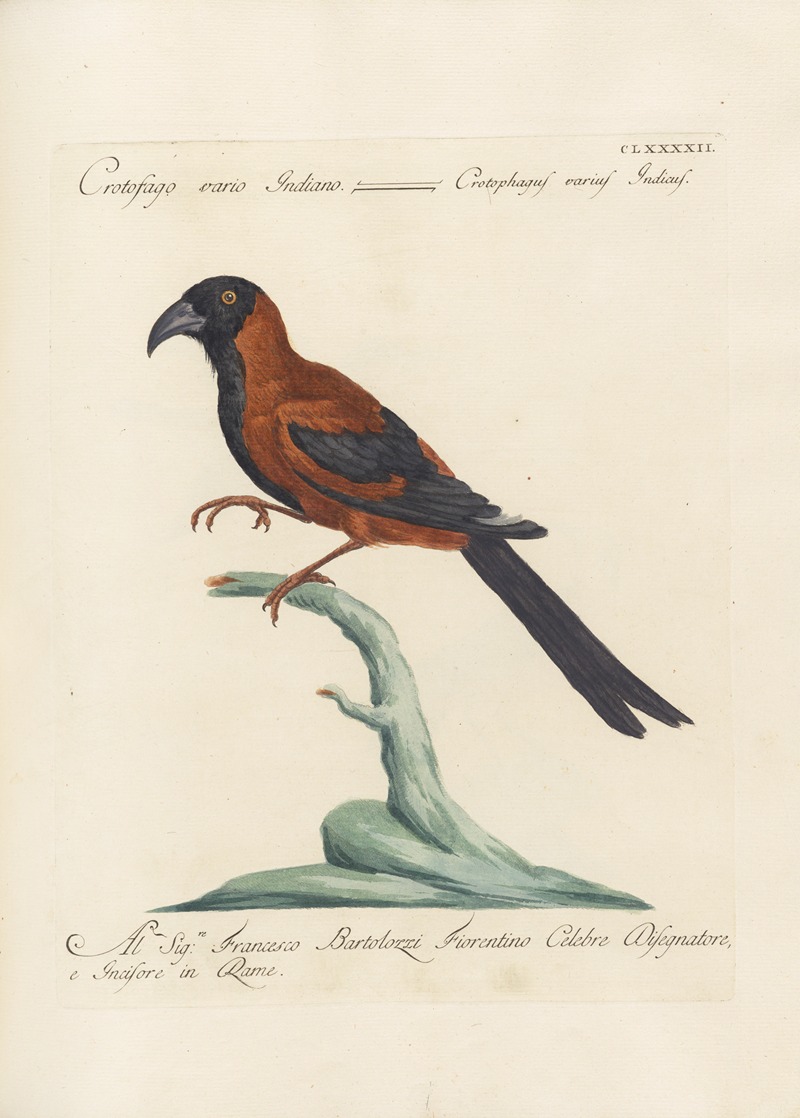 Ornithologia methodice digesta Pl.183 by Saverio Manetti, 1767-1776 — digital art print download