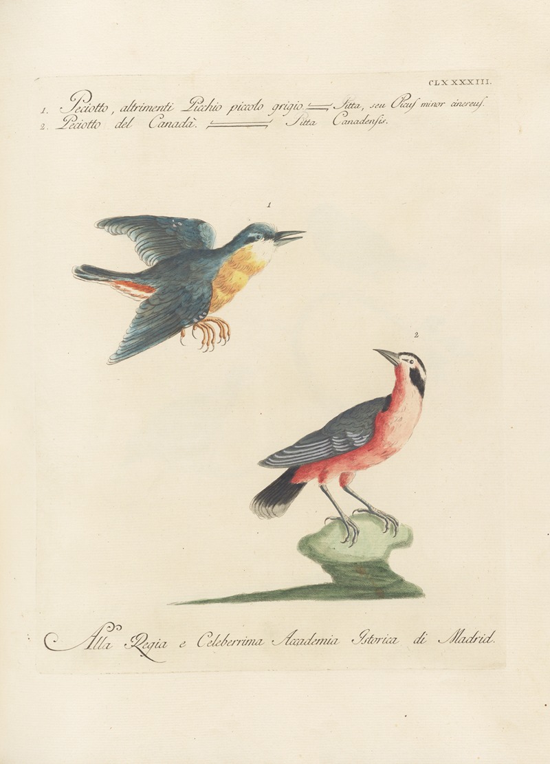 Ornithologia methodice digesta Pl.184 by Saverio Manetti, 1767-1776 — digital art print download