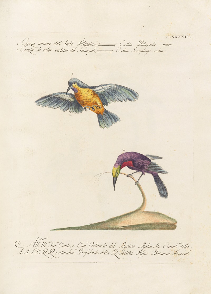 Ornithologia methodice digesta Pl.186 by Saverio Manetti, 1767-1776 — digital art print download