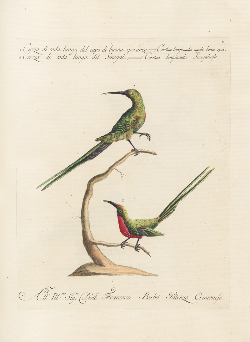 Ornithologia methodice digesta Pl.188 by Saverio Manetti, 1767-1776 — digital art print download