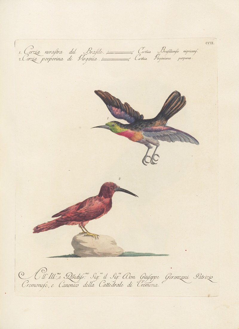 Ornithologia methodice digesta Pl.189 by Saverio Manetti, 1767-1776 — digital art print download