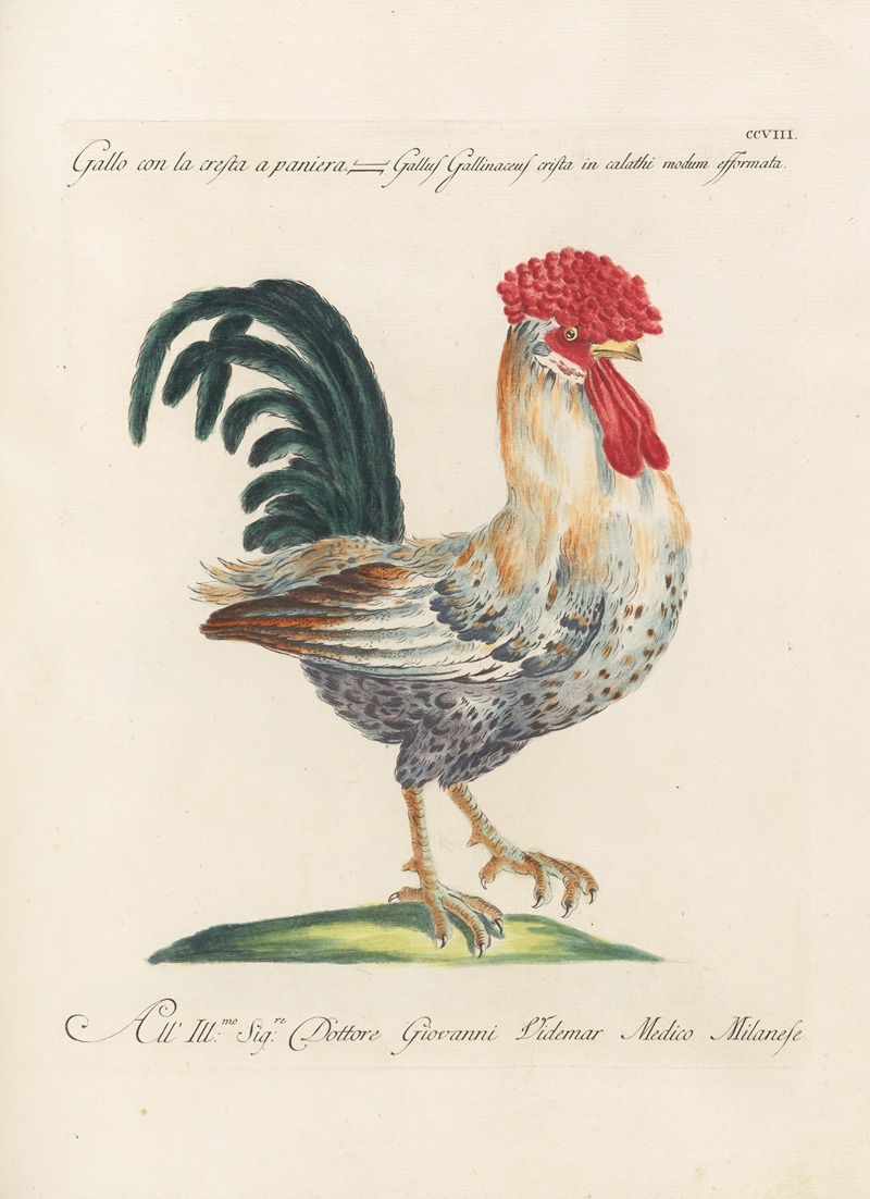 Ornithologia methodice digesta Pl.190 by Saverio Manetti, 1767-1776 — digital art print download