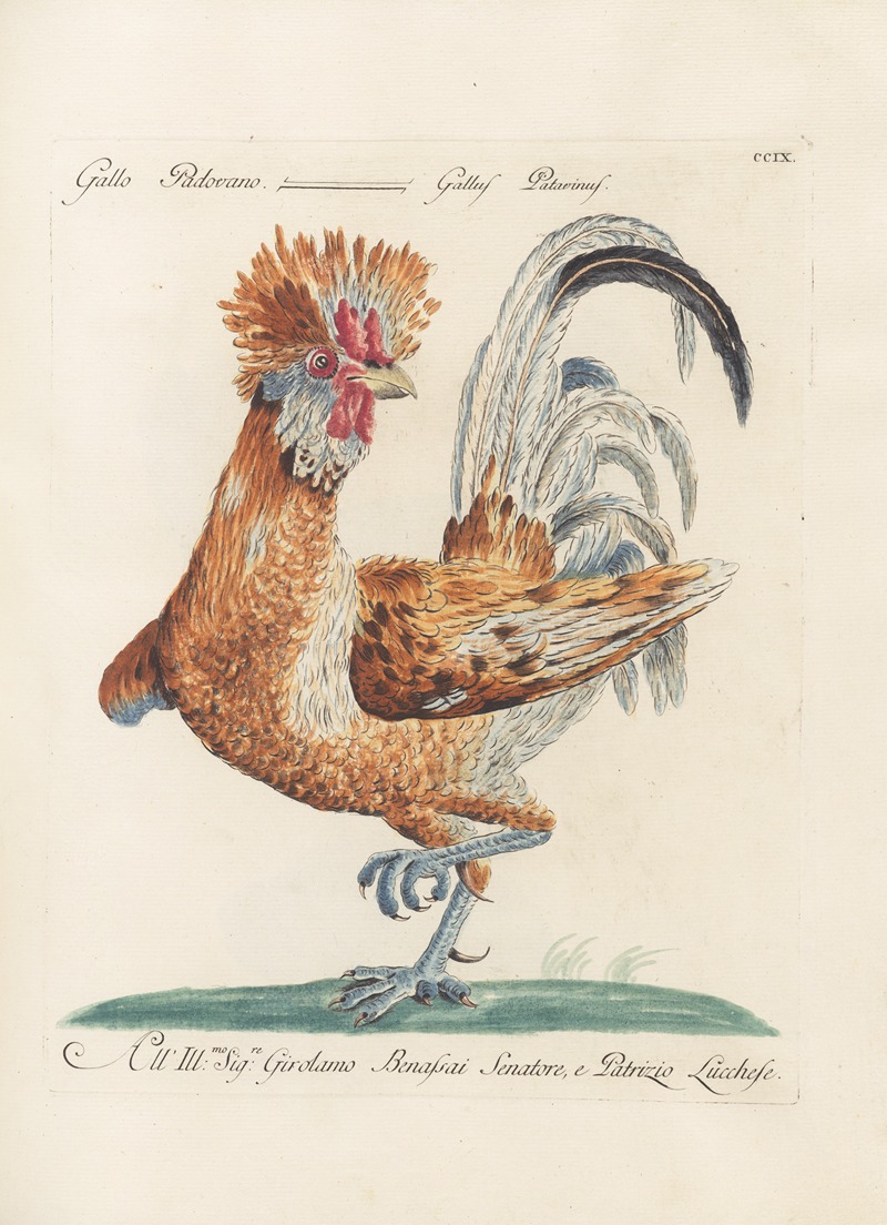 Ornithologia methodice digesta Pl.191 by Saverio Manetti, 1767-1776 — digital art print download