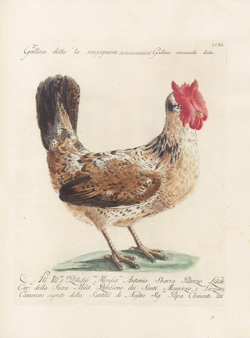 Ornithologia methodice digesta Pl.193 by Saverio Manetti, 1767-1776 — digital art print download