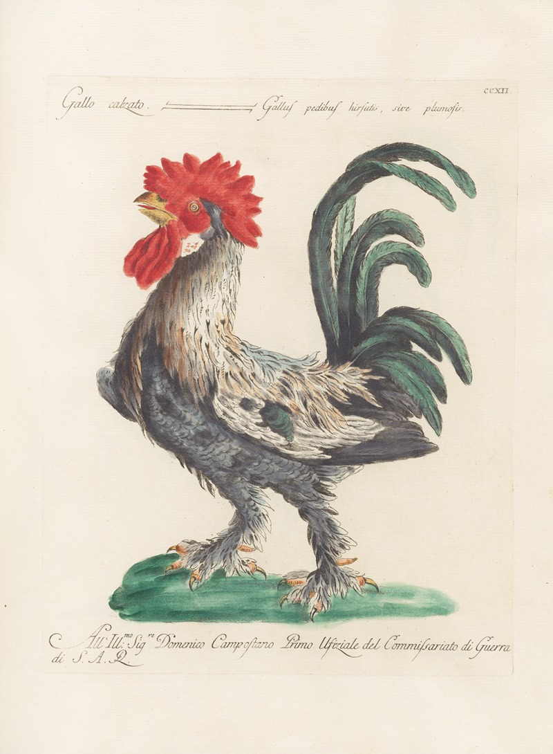 Ornithologia methodice digesta Pl.194 by Saverio Manetti, 1767-1776 — digital art print download