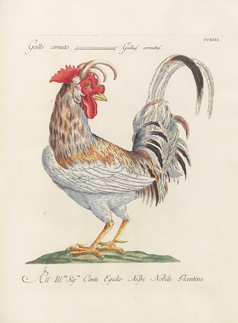 Ornithologia methodice digesta Pl.195 by Saverio Manetti, 1767-1776 — digital art print download