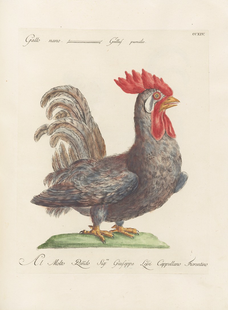Ornithologia methodice digesta Pl.196 by Saverio Manetti, 1767-1776 — digital art print download