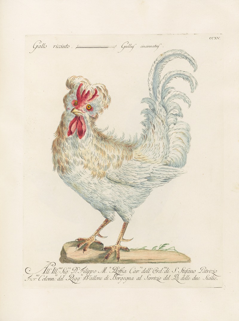 Ornithologia methodice digesta Pl.197 by Saverio Manetti, 1767-1776 — digital art print download